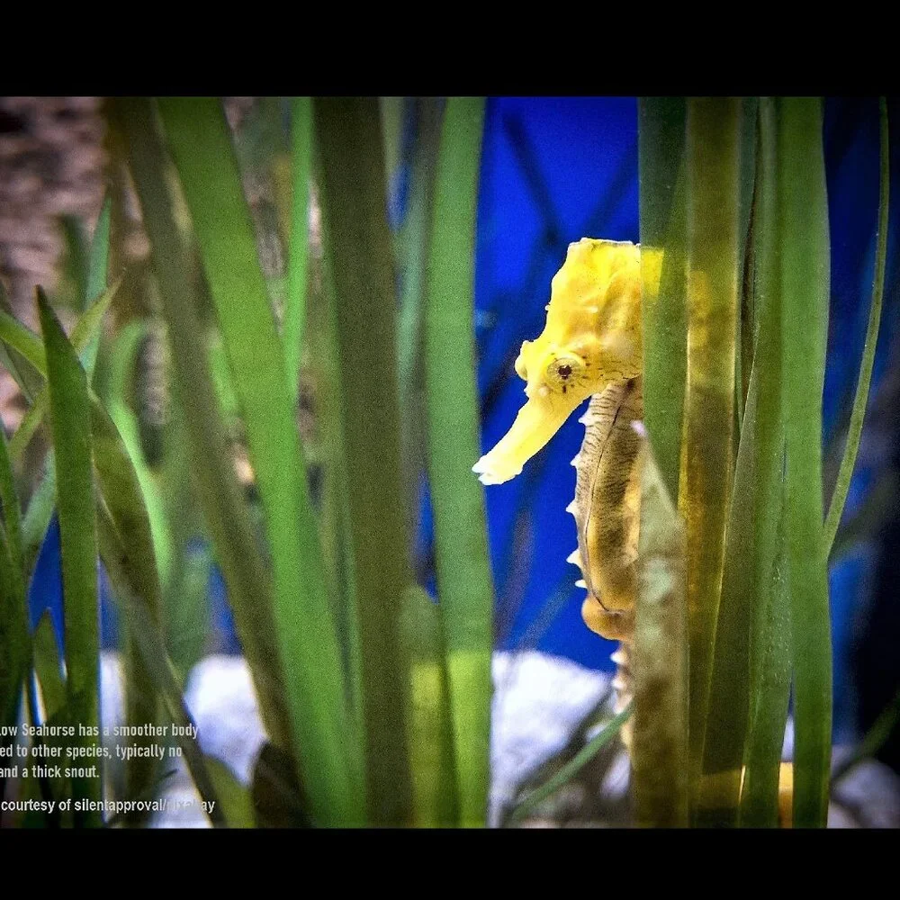 2027 Seahorse Calendar Ocean Marine Life Photography Coastal Decor Wall Calendar